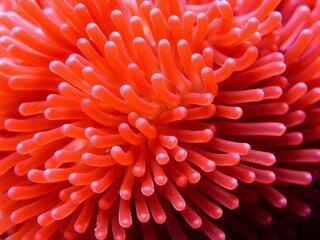 Abstract close-up view of anemone actinia texture on a vibrant underwater reef in the sea, showcasing intricate patterns and colors, coral, patterns