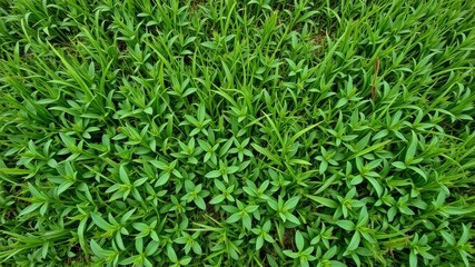 Obraz premium Aerial view of lush green grass field texture, foliage, growth