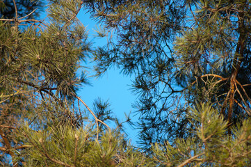 pine branches against blue sky view from below