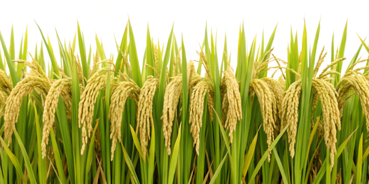 Paddy or rice plant TRANSPARENT PNG