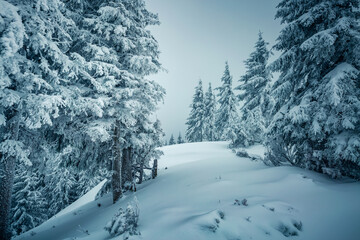 Fototapeta premium Harsh winter weather and mystical snowy coniferous forest on a frosty gloomy day. Photo wallpapers.