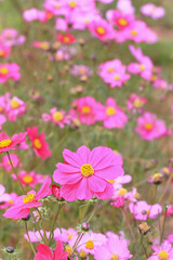Fototapeta premium Cosmos flowers facing the sunrise in a flower field. A beautiful field of Cosmos bipinnatus (Coryopsis) flowers on a beautiful clear and sunny day