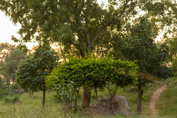 Fototapeta premium Rural scene with green field and tree silhouettes against colorful sky at sunset, Trees and green vegetation under yellow sun light at afternoon sunset.