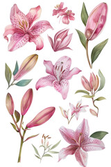 A collection of beautiful pink lilies and buds arranged artistically on a white isolated background, perfect for floral designs.