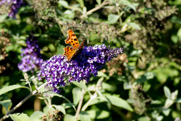 Comma butterfly (Polygonia c-album) perched on summer lilac in Zurich, Switzerland