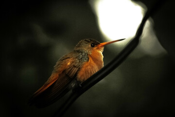un colibri color anaranjado en la naturaleza © fabricio