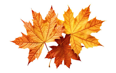 Fototapeta premium A collection of vibrant maple leaves in shades of orange and yellow, showcasing the beauty of autumn against a white isolated background.