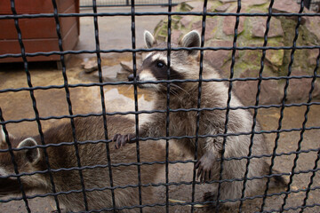 beautiful raccoon rinses in the zoo in a cage