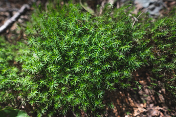 close-up of green moss in the forest bog haircap moss Polytrichum strictum.