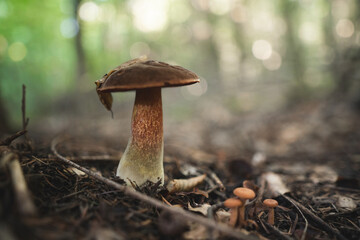 close-up of an edible mushroom growing in the forest