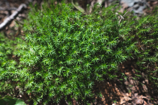 close-up of green moss in the forest bog haircap moss Polytrichum strictum.