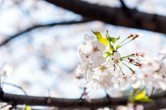 Sakura(Cherry blossom) blooming in spring season, Japan