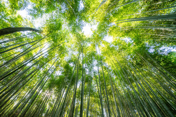 Beautiful llandscape of Bamboo forest at Arashiyama Looking up to sky, Kyoto, Japan nature. Sagano Bamboo Grove of Arashiyama.