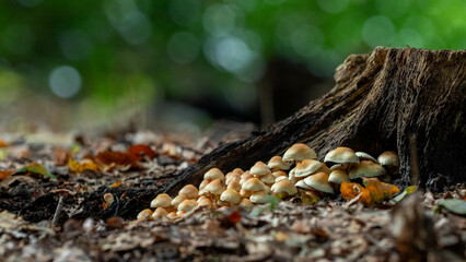 group of mushrooms growing next to a tree trunk in the forest