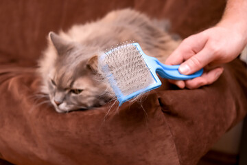 close up of comb full of cat hair with siberian cat lying in background. cat grooming at home,...