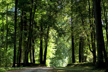 Obraz premium Лес