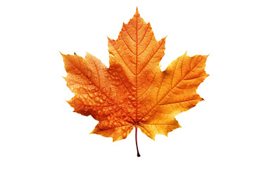 Fototapeta premium Beautiful orange maple leaf on a white isolated background, showcasing intricate textures and natural beauty cut out isolated transparent PNG