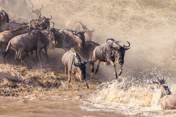 Gnus