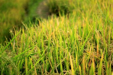 Beautiful Yellow Filed in village