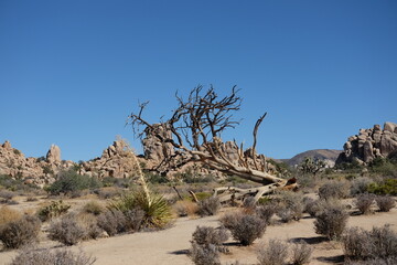Joshua Tree National Park - October 2024