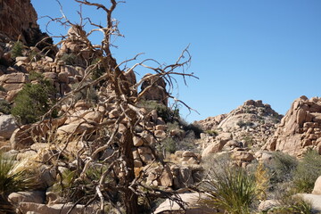 Joshua Tree National Park - October 2024
