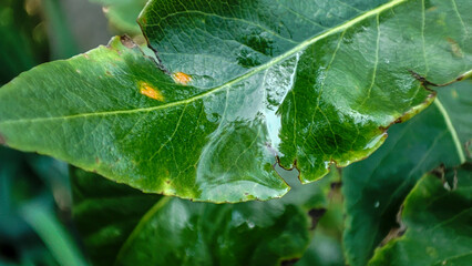 Close-up of a vibrant green leaf with water droplets, showcasing intricate textures and details, ideal for nature or botanical themes