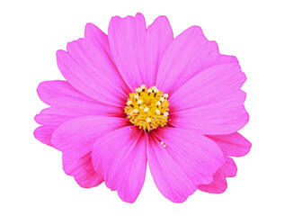 Cosmos flowers isolated on white background. This has clipping path.
