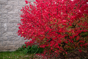 Red Burning bush Euonymus alatus Compactus tree in the garden