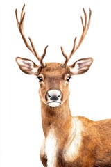 Fototapeta premium Deer with antlers, white isolate background