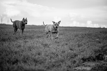 American Pit Bull Terrier on a walk in the field. Black and white photo.