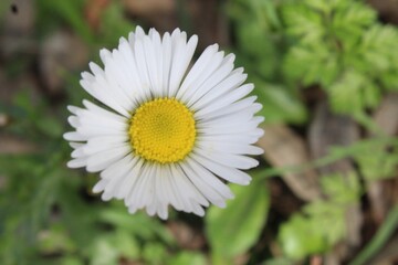 Fototapeta premium daisy flower