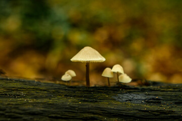 Small mushrooms growing in autumn on a damp, dead tree trunk.