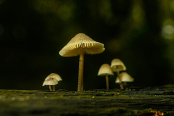 Fototapeta premium Small mushrooms growing in autumn on a damp, dead tree trunk.