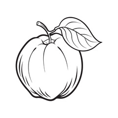 Quince fruits  vector art illustration ,