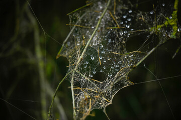 Spider webs covering a branch with water droplets and a forest background.