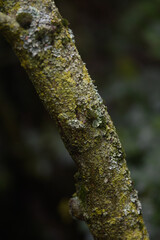 Green moss growing on a damp tree trunk in a forest.