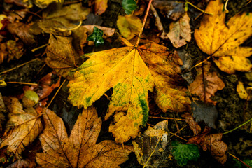 Golden and crimson autumn leaves scattered on the ground, blending in shades of amber, rust, and deep orange