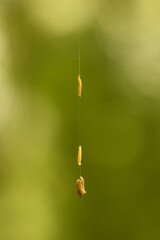 Insect larvae climbing up a thread.