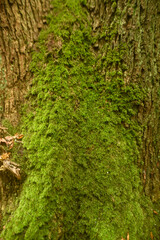 Green moss growing on a damp tree trunk in a forest.