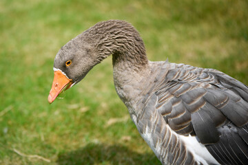 Portrait of a duck in a park.