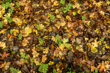 Golden and crimson autumn leaves scattered on the ground, blending in shades of amber, rust, and deep orange