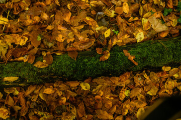 Golden and crimson autumn leaves scattered on the ground, blending in shades of amber, rust, and deep orange, with green moss growing on a damp tree trunk in a forest.