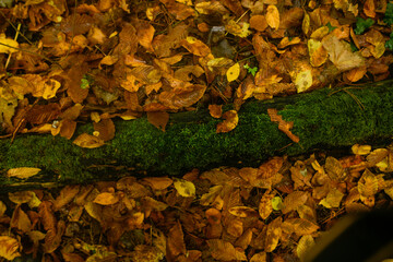 Golden and crimson autumn leaves scattered on the ground, blending in shades of amber, rust, and deep orange, with green moss growing on a damp tree trunk in a forest.