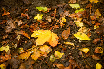 Golden and crimson autumn leaves scattered on the ground, blending in shades of amber, rust, and deep orange