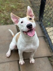 A bull terrier mix looking at the camera