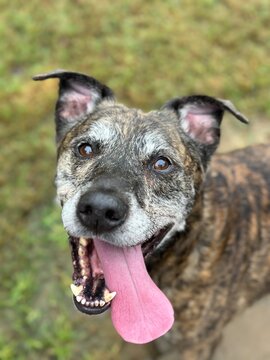 portrait of a dog
