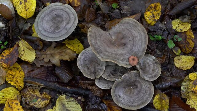 Stumpy Milkcap in natural ambient (Lactarius flexuosus) - (4K)