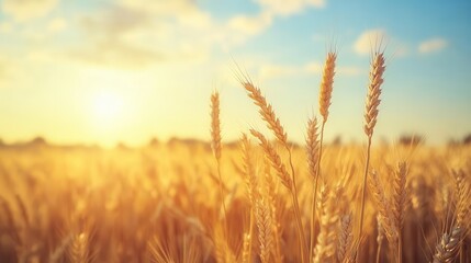 Naklejka premium golden wheat field basking in the soft light of the morning sun, with wispy clouds drifting in a serene blue sky, capturing tranquility and the beauty of nature
