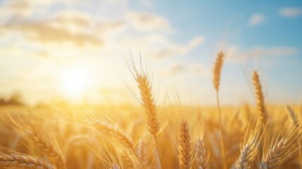 Fototapeta premium golden wheat field basking in the soft light of the morning sun, with wispy clouds drifting in a serene blue sky, capturing tranquility and the beauty of nature