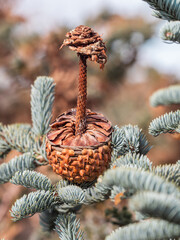 Aufnahme von einem verfallenden Zapfen auf einem kleinen Zweig der Blautanne (Abies procera).